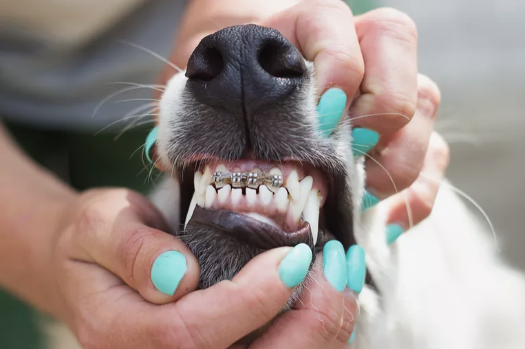 Dog with a braces