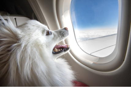 Dog in an airplane