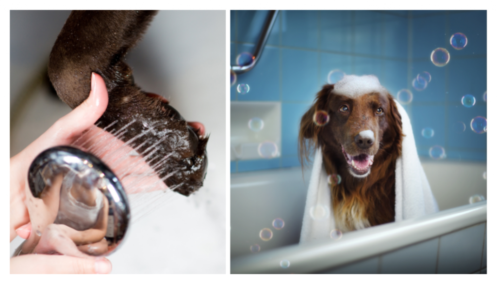 Dog Foot bath