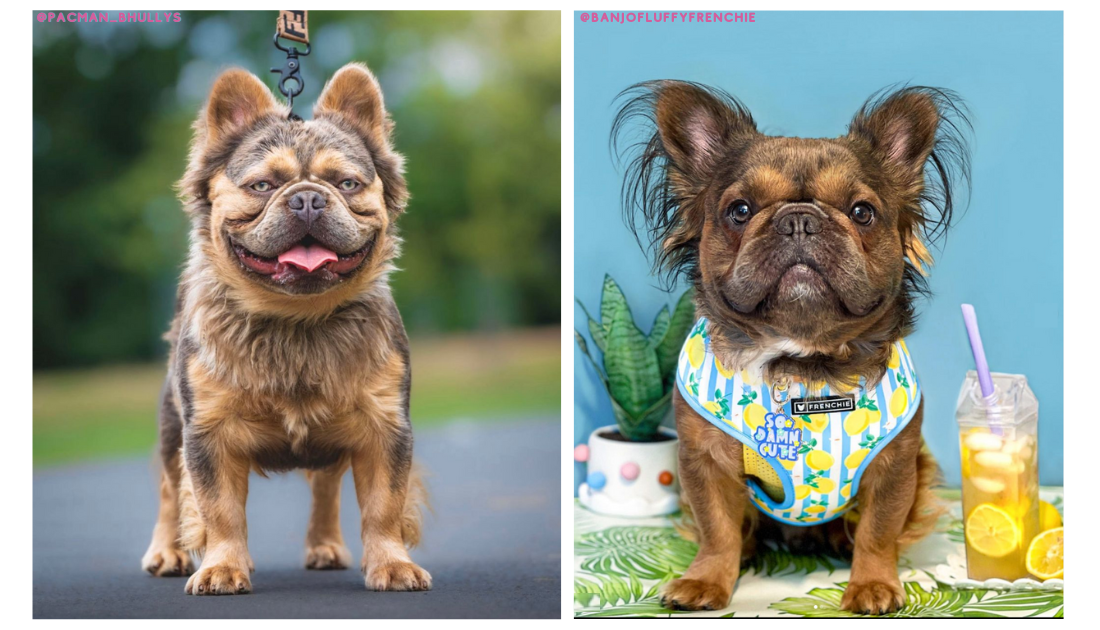 Meet Louis & Gucci The Fluffy French Bulldogs
