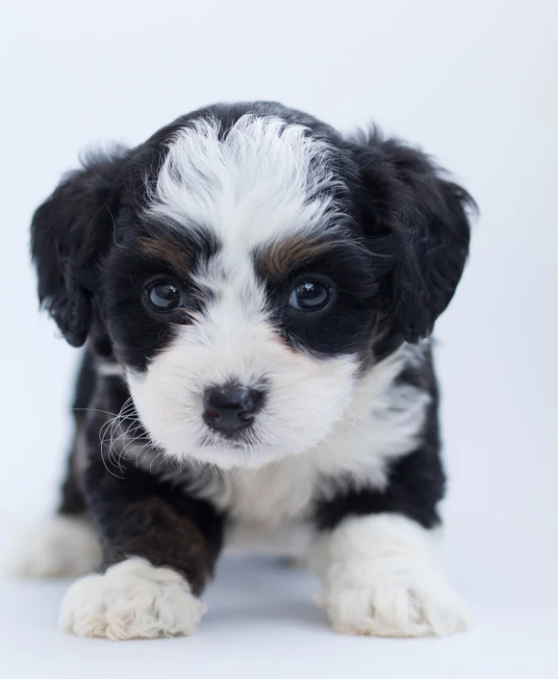 A mini bernedoodle puppy