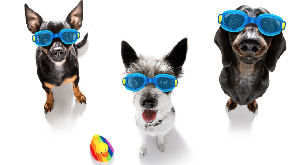 dogs with goggles