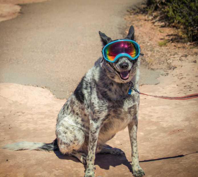 a dog with goggles
