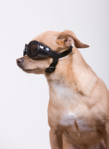 a dog with goggles