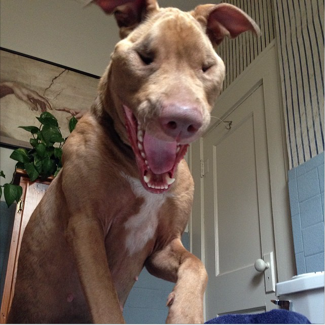 Destiney the skinny, Nameless Pit Bull being happy and bounce around