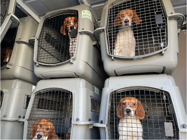 Beagles were rescued by animal welfare officers