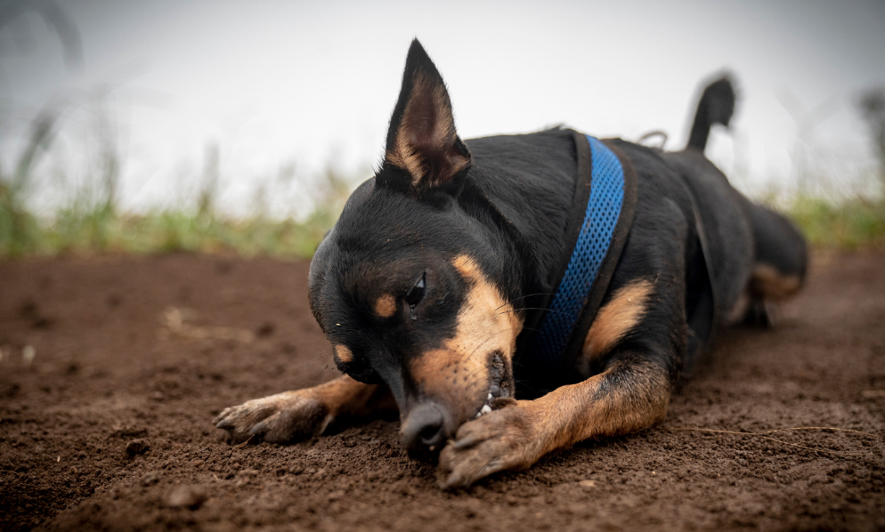 Dog with Itchy paw