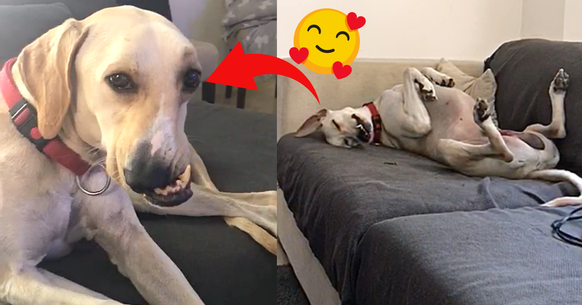 Dog Dumped on Side of Road Because He Looks Wonky! Rocky Kanaka