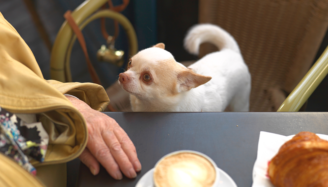 11 DogFriendly Restaurants in San Antonio Rocky Kanaka