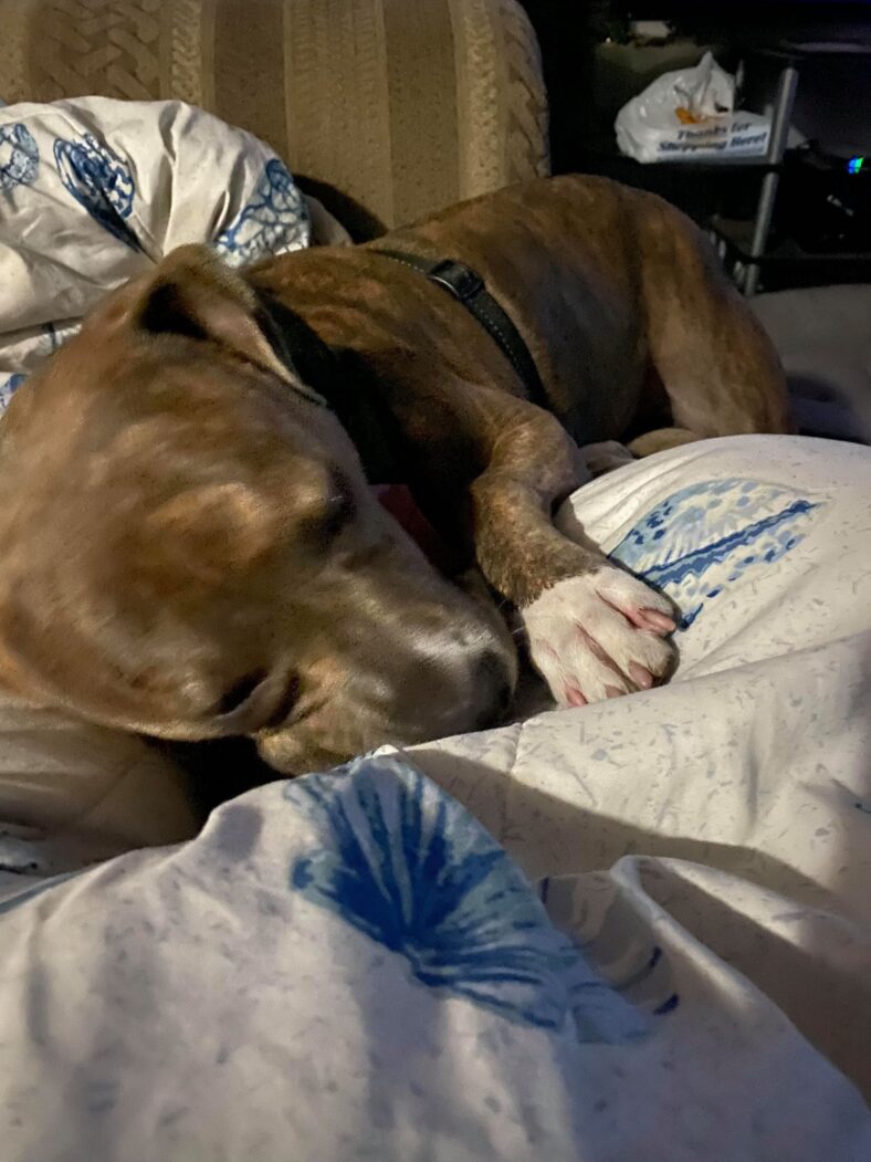 Sugar - Rocky Kanaka