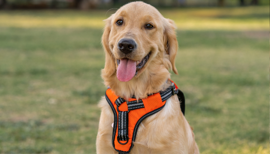 dog wearing a harness
