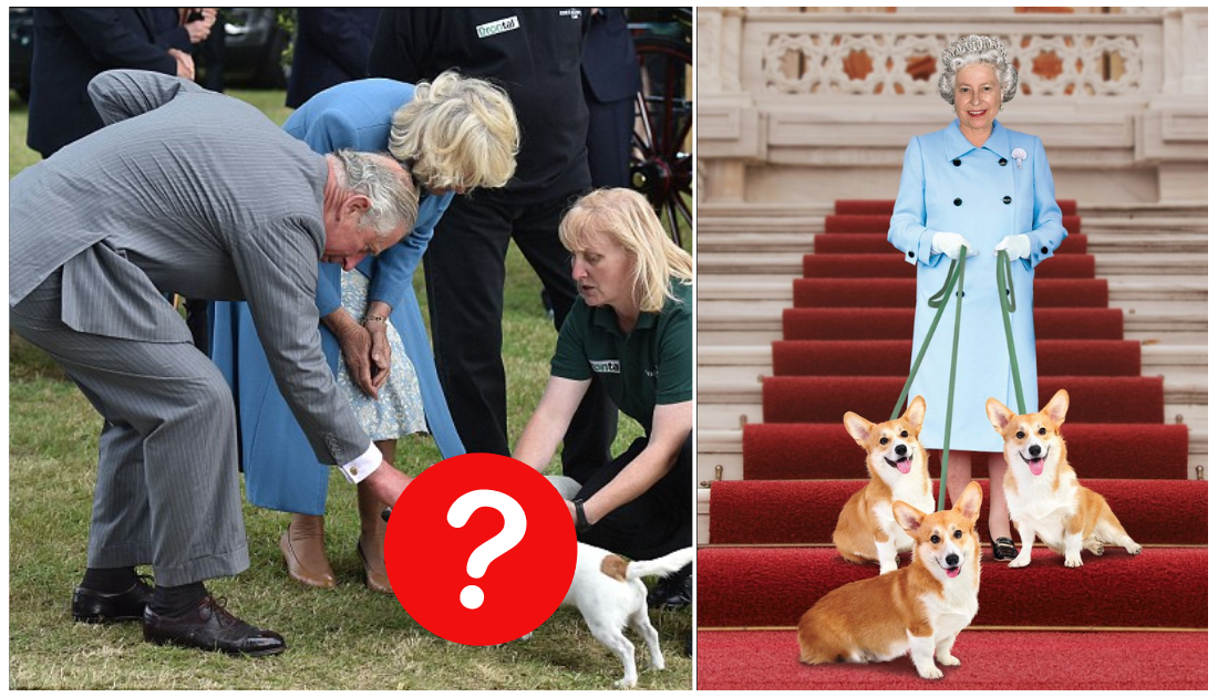 Every Member Of The Royal Family's Favourite Dogs, From Spaniels
