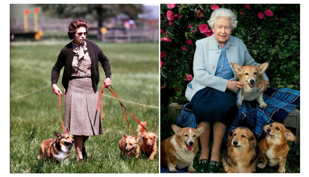 How Queen Elizabeth II Made A Push For Animal Welfare Policies That ...