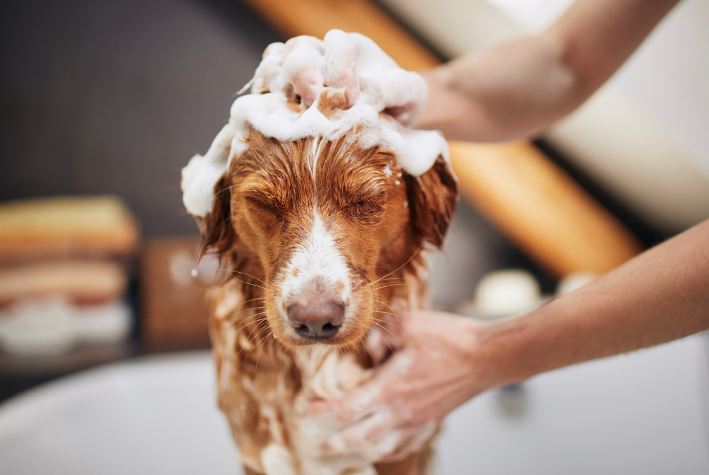 'Shampoo Therapy' to help your dog's itchy skin