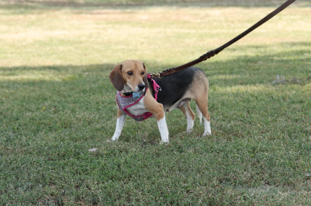 Beagle Who Spent Entire Life in Testing Lab, Tashi