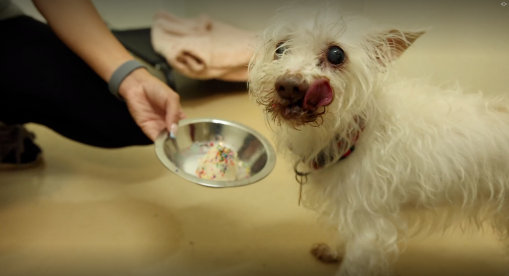 Dog having ice cream
