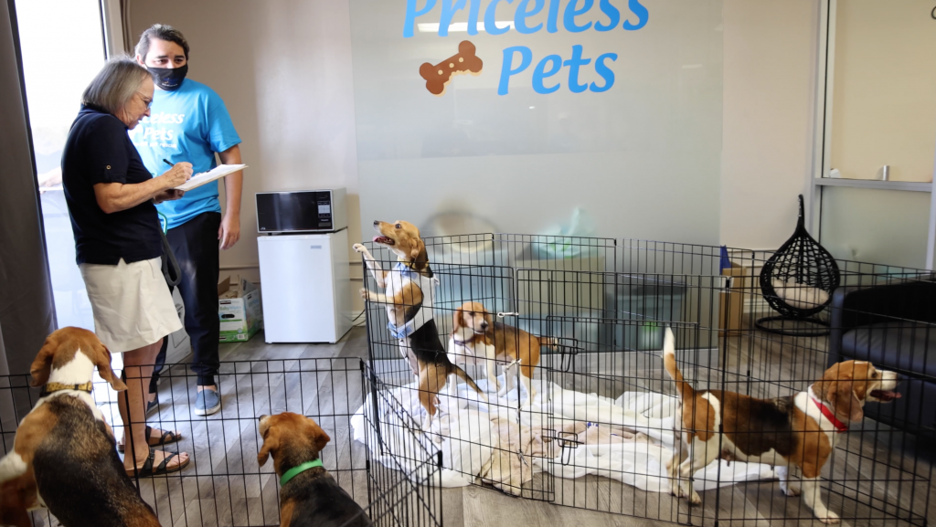Beagles Who Spent Entire Life in Testing Lab getting adopted