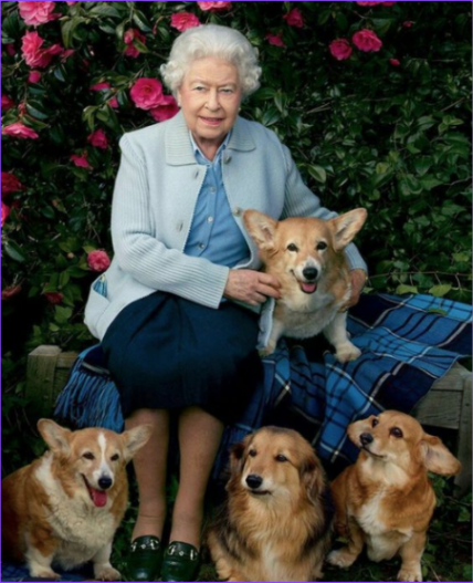 How Queen Elizabeth II Became a Corgi Breeding Legend - Rocky Kanaka