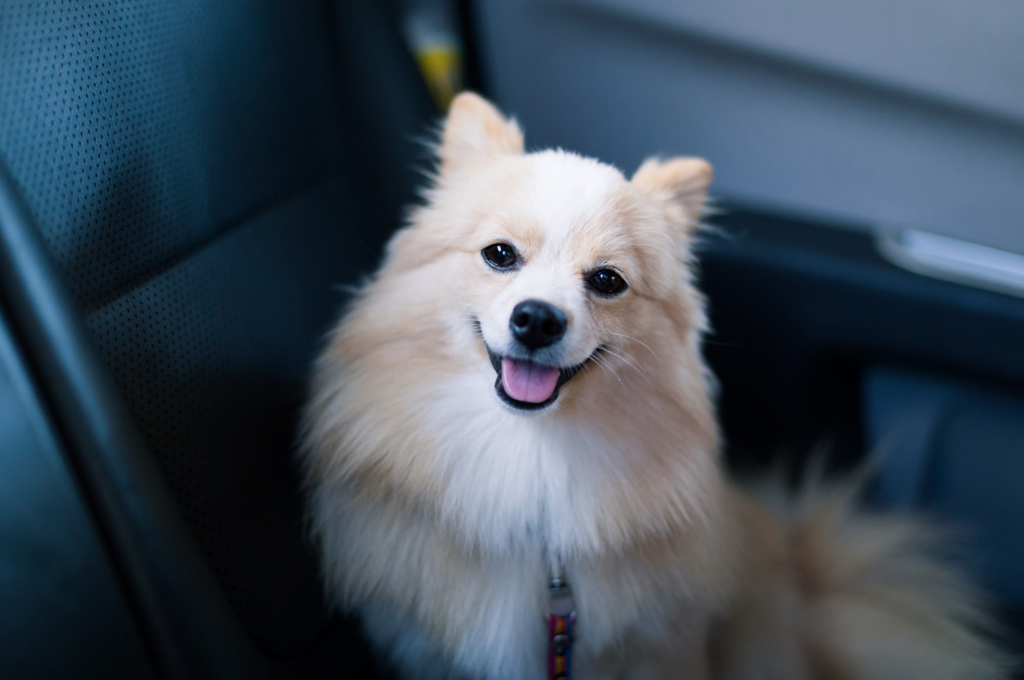 Dog wearing a seatbelt. dog seat belt. Seat belt for dogs