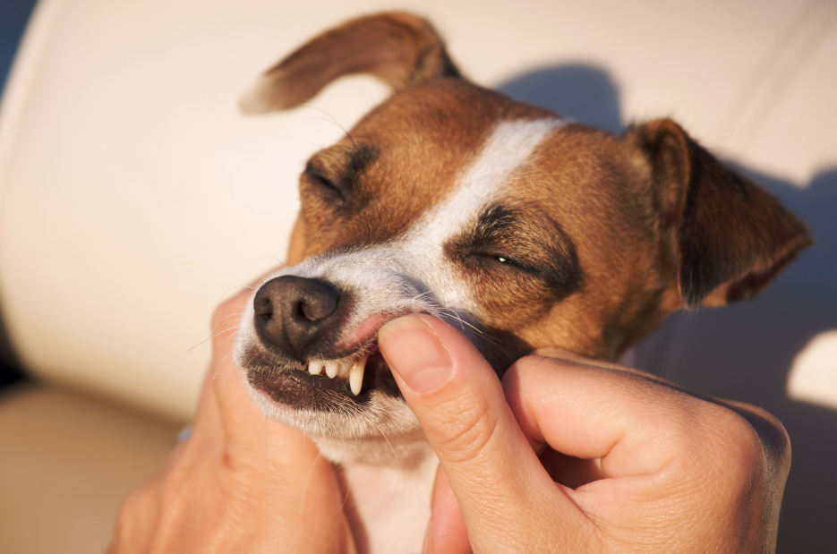 Brushing dog's teeth