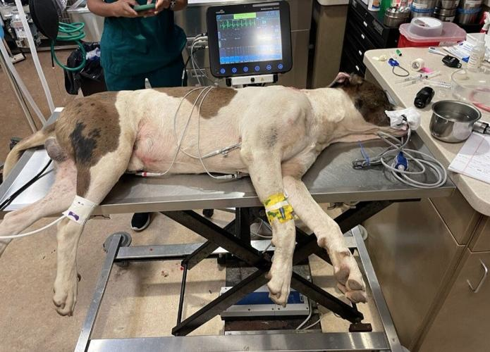 Dog that Was Shot Twice & Hit By a Car