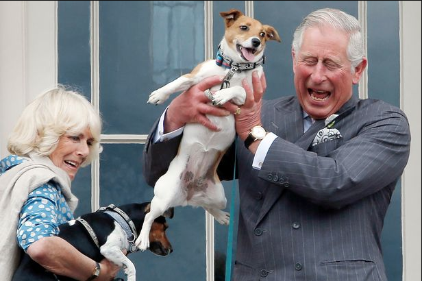The British Royal Family is Welcoming a New Dog Breed!