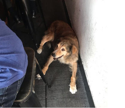 A dog in a restaurant