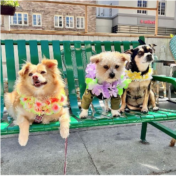 3 dogs on a restaurant bench