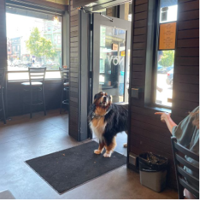 Dog-Friendly Restaurants: San Francisco