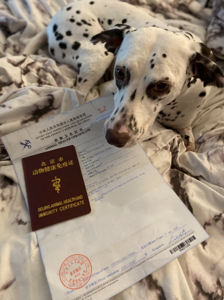 Two Legged Dalmatian arrived from China