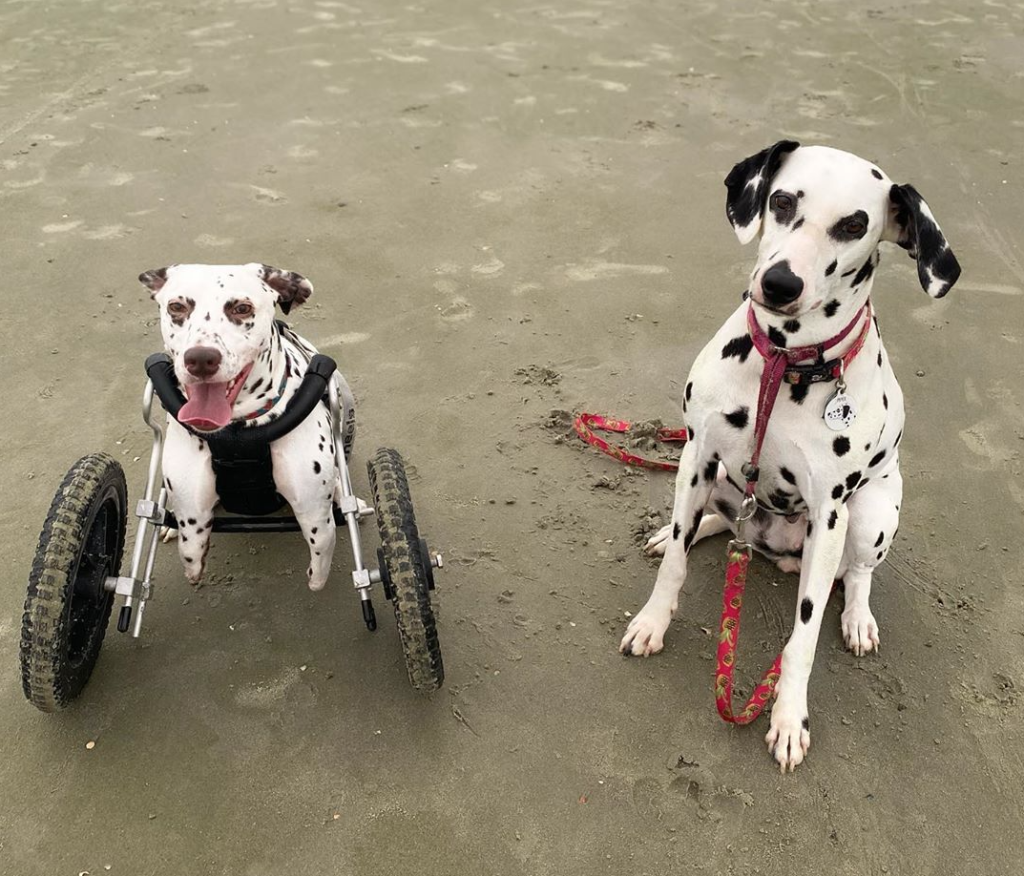 Two Legged Dalmatian and her brother