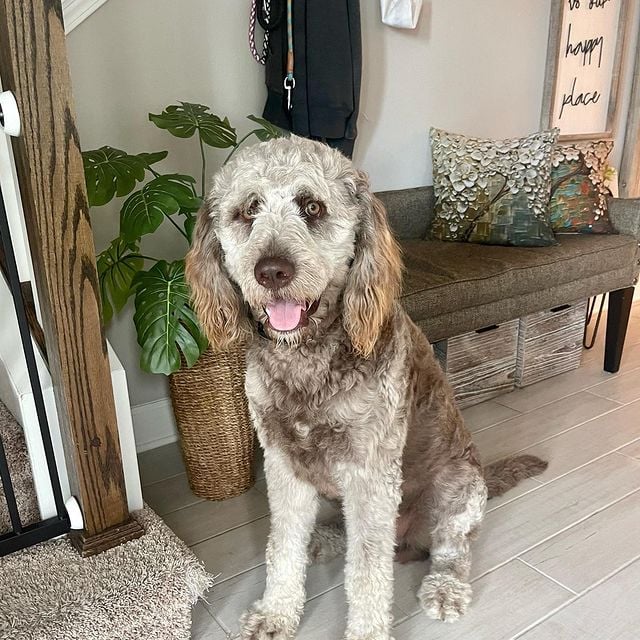 Vino the Newfiedoodle