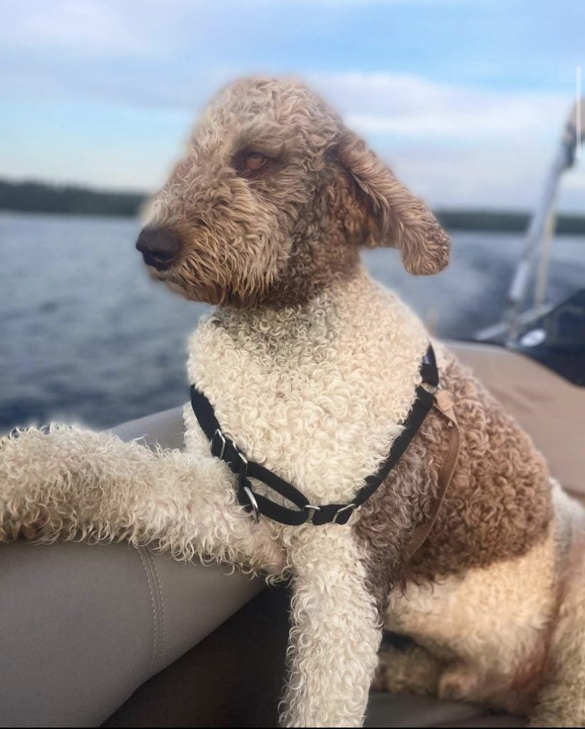 Leo the Newfiedoodle