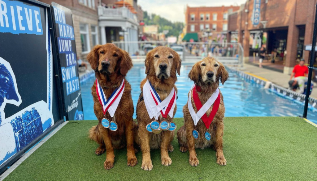 Trio Of Golden Retrievers is Taking On the 2022 World Dock Diving Championship