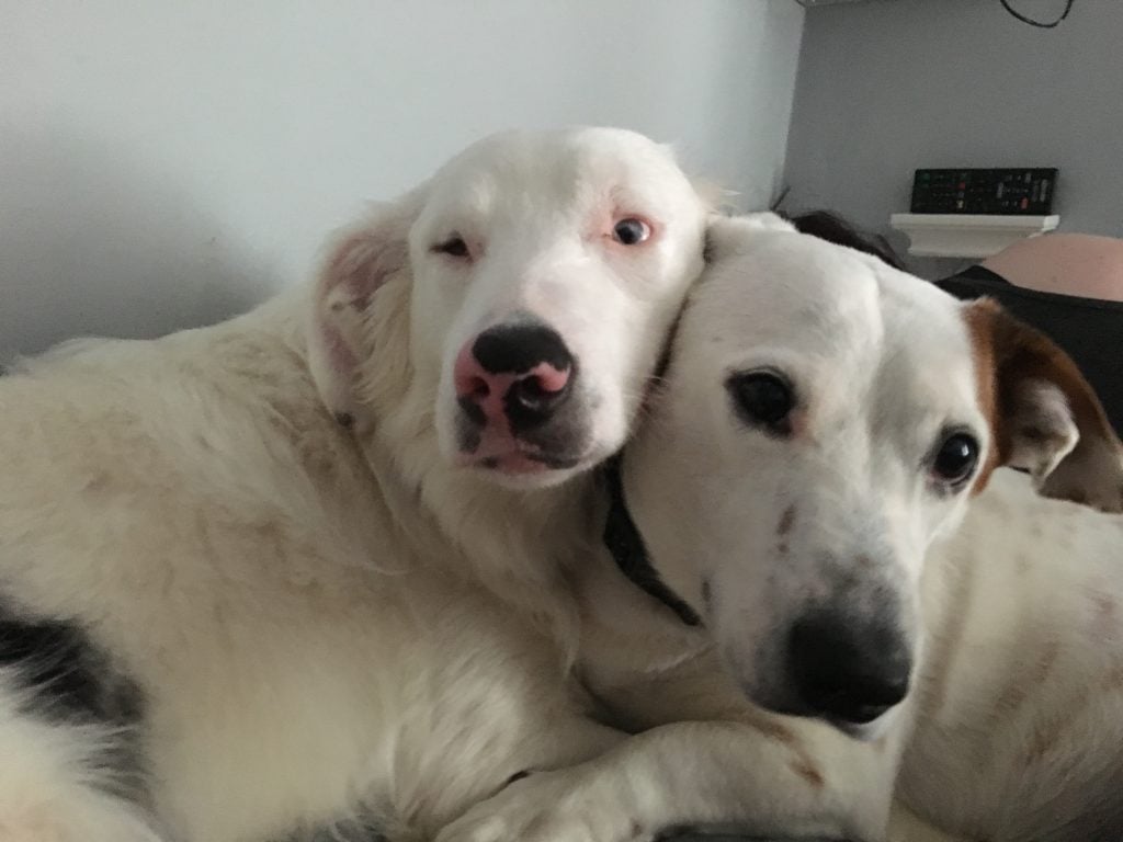 Deaf & Blind Dog with his sister