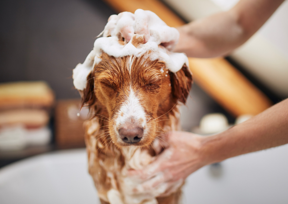 dog being washed with shampoo