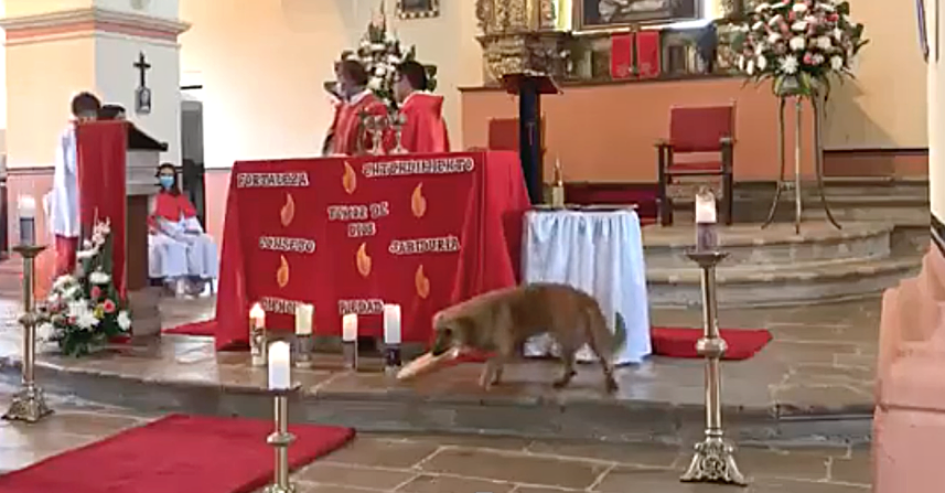 Dog Commit Sin During Catholic Mass