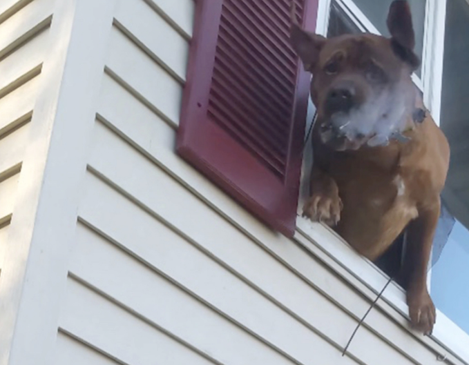 Dog Leaps From Second Story of Burning House