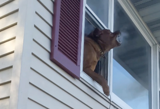 Dog stuck in a burning house