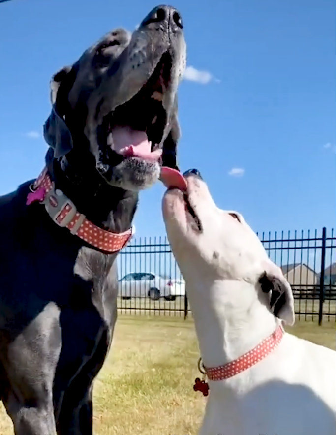 Iris & Odie - Doggie love story is making hearts melt