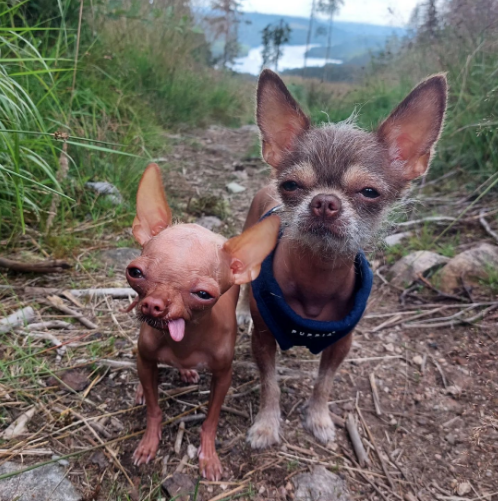 Alma & Hermine the Hairless Chihuahuas