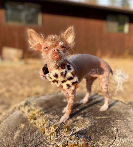 Cricket the Hairless Chihuahua
