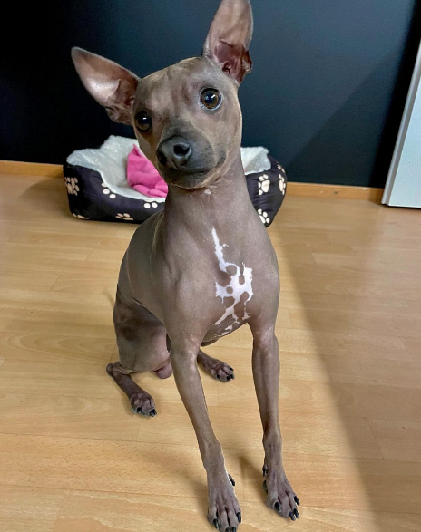 Chihuahua hairless 2024