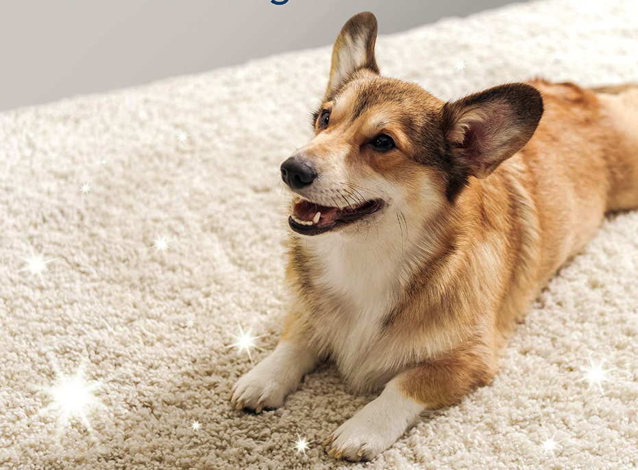 Dog on a fresh, clean carpet
