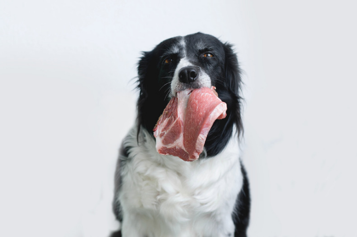A dog having a meat in mouth