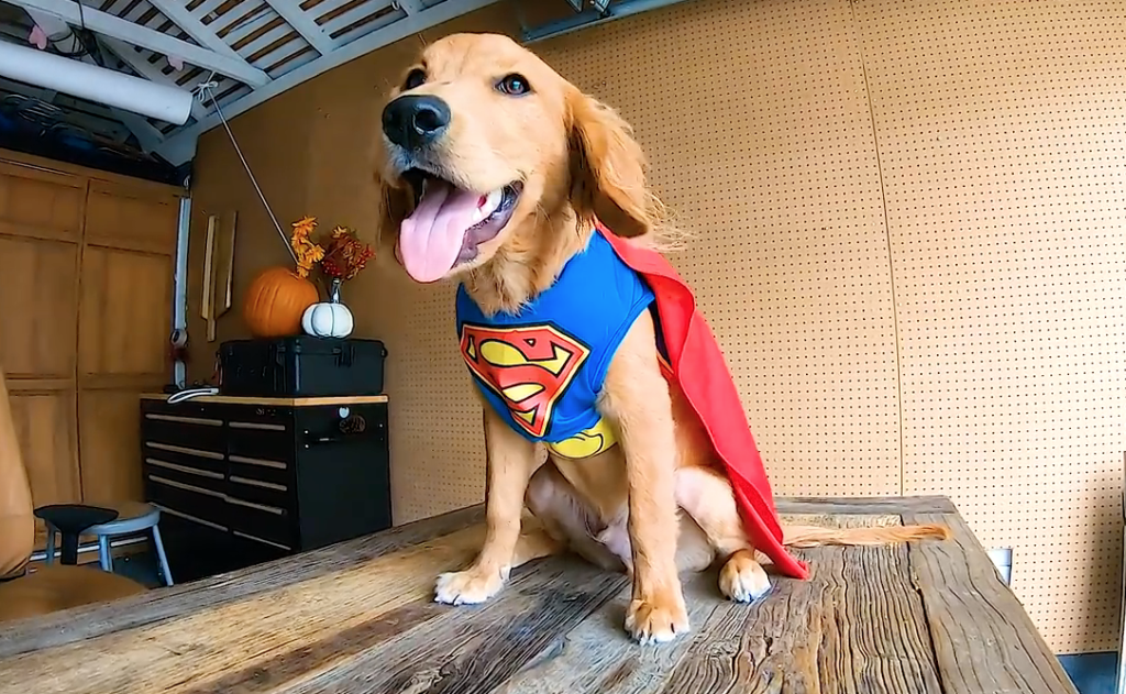super cute funny dog costumes