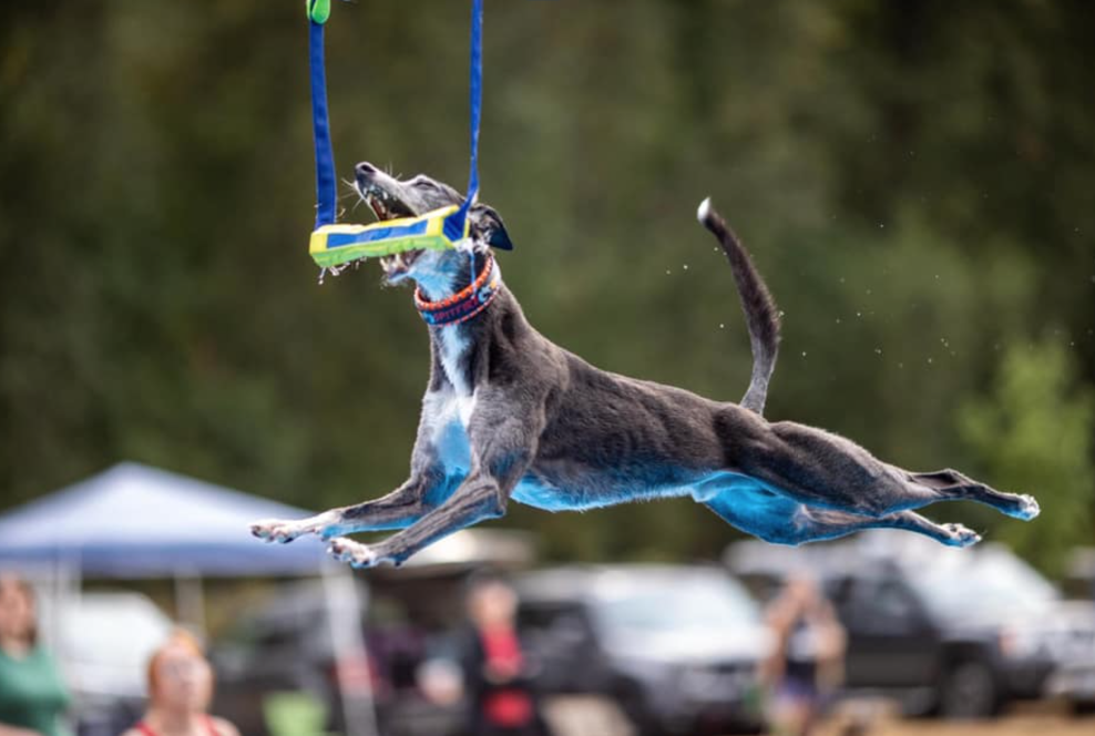Spitfire: The 21-Time World Record Holder of Dogs Dock Diving