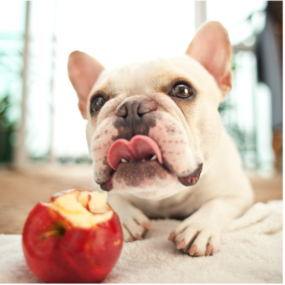 A french bulldog bite an apple