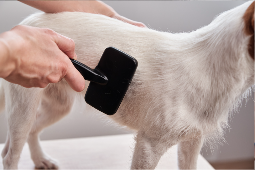brushing your dog's coat
