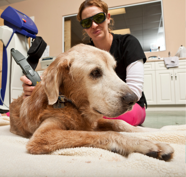 Ozone Therapy For Dogs